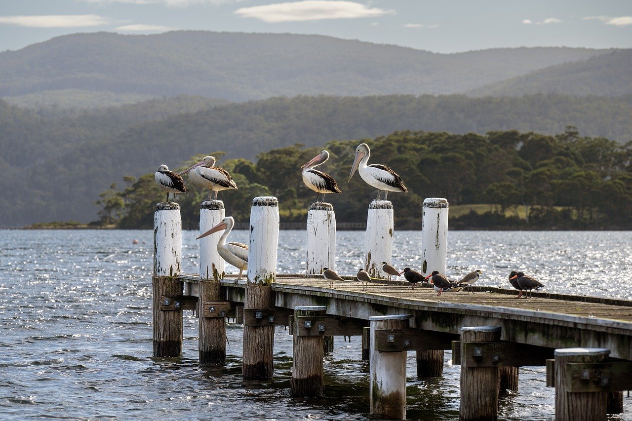 bird, pelican, carnarvon bay-7844233.jpg