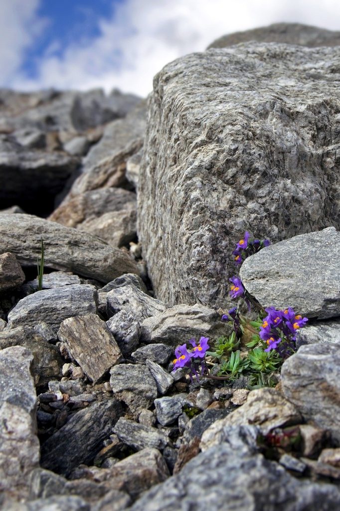flowers, flower background, alpine linaria-8368000.jpg