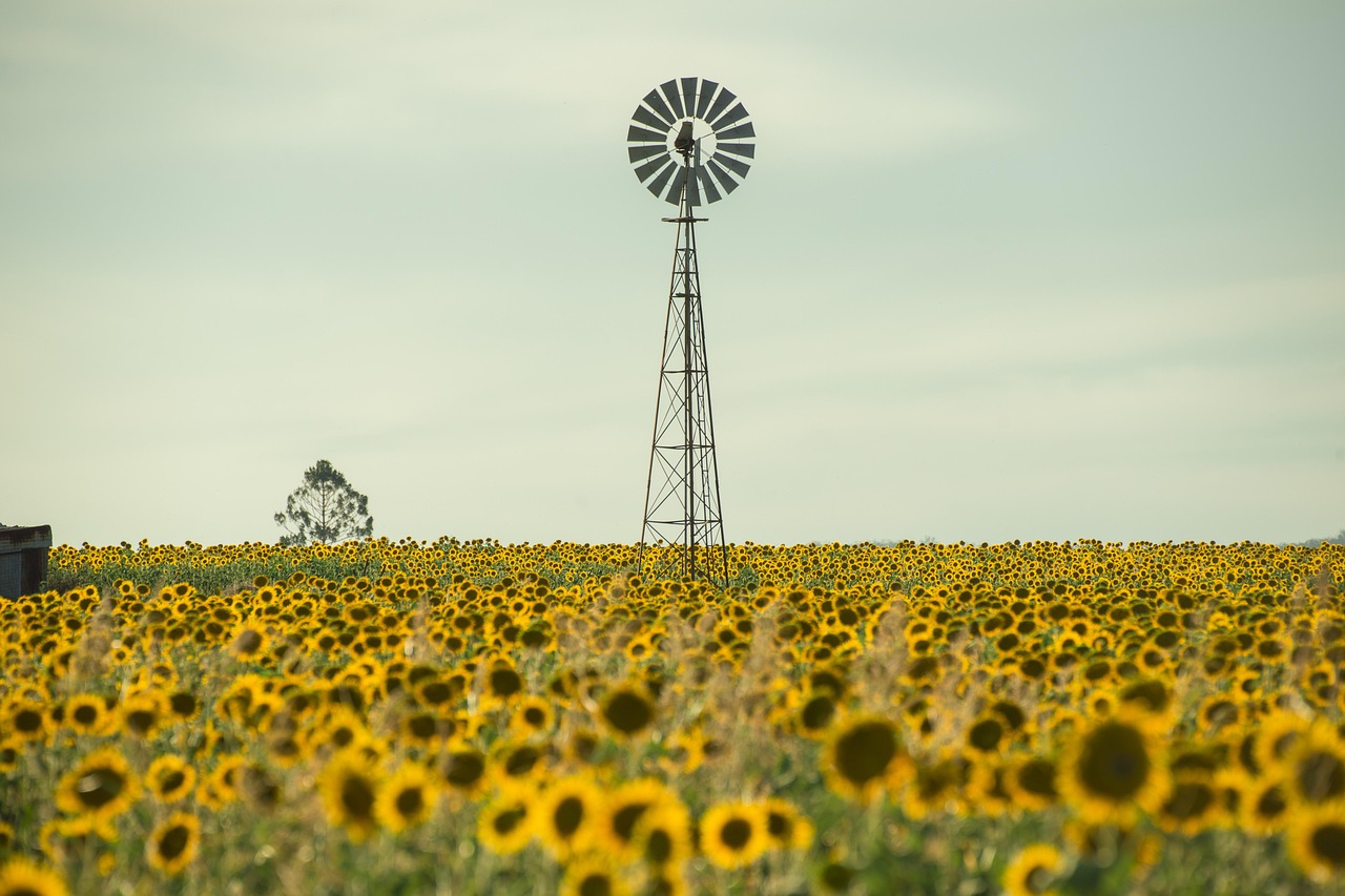 sunflowers, sunflower field, queensland-4400519.jpg